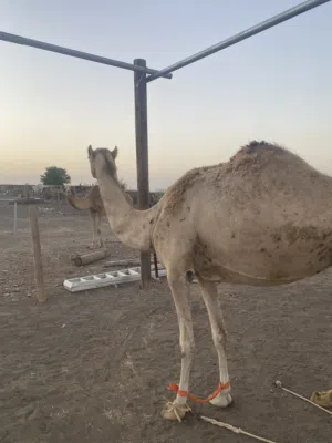 ناقه للبيع