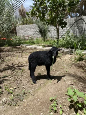 كبش عماني اصل