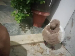 سلام عليكم حمام لبيع ذكر ميني مودينه و زوز فروخ شقلاب بلجيكي