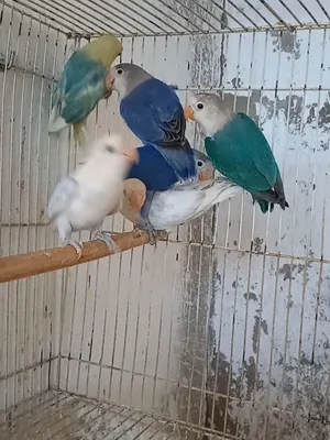 Birds0