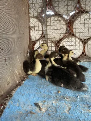 صيصان بط مصري للبيع اقرأ الوصف