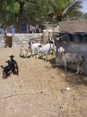 للبيع هوش عمانيات بلجمله او المفرد