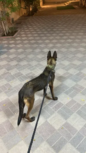 مالينوا
