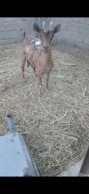 صلاليات للبيع الجيشيه عشار وثنتين فيهن حليب وافر ما شاء الله
