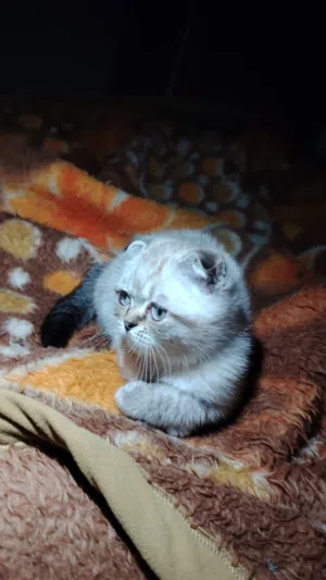 ثنتين سكوتش ووحده شيراز ميكس همالايا السكوتش ذكور الشيراز انثى العمر 3 شهور