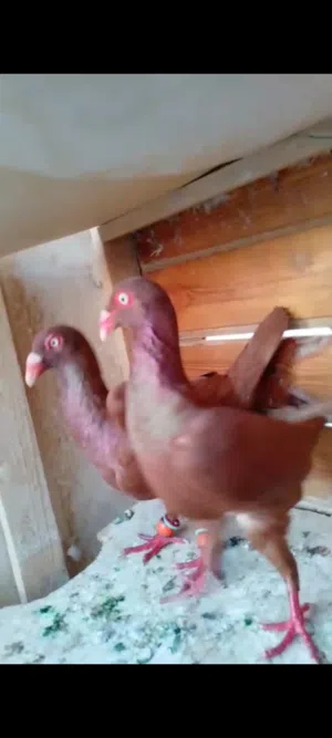 جوز سلافر حمر شرعات