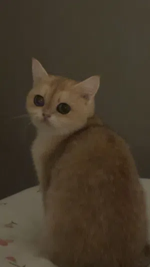 قولد سكوتش ستريت انثى معقمة
