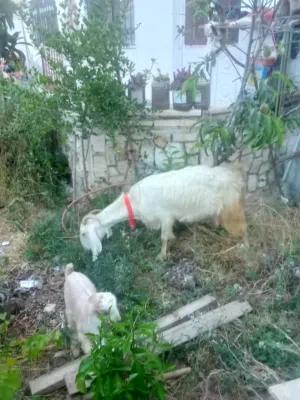 عنزة حليب وراها صخلة