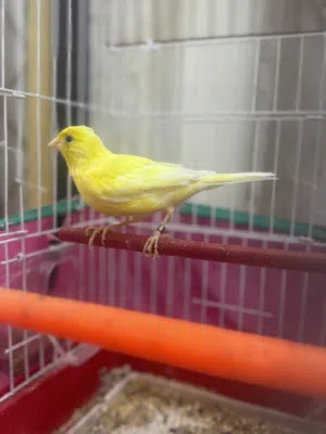 كناري وتر سلاجر
