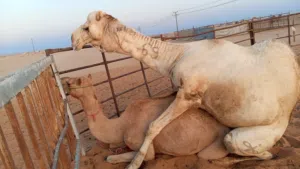 ناقة منتج بكره سباق وعليها 2 رباط