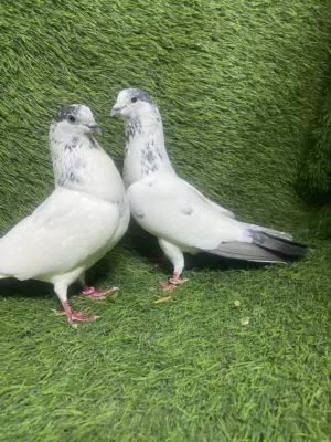 زوج  بينتيس منتج