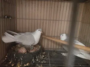 جوز لاهور مع فراخهم
