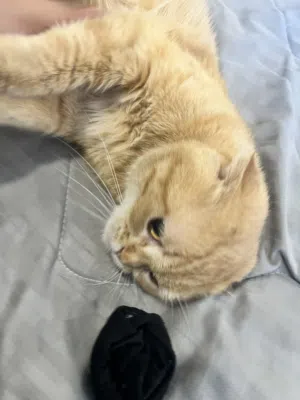 سكوتش فولد