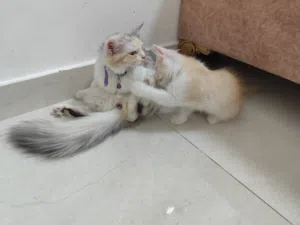 للبيع مع بعض صغير وامه