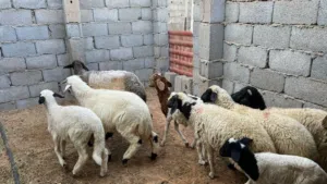 علوش بيوضي عدد 11