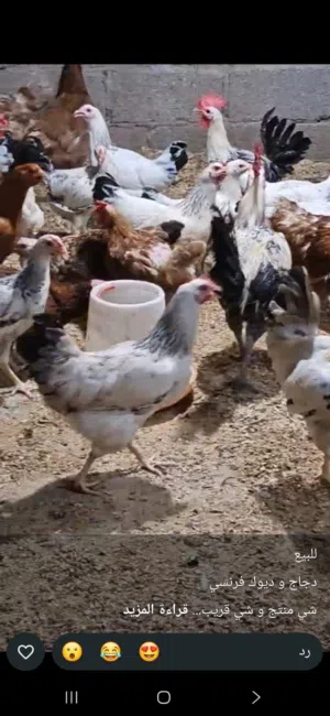 دجاج فرنسي