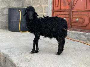 حمله عمانيه