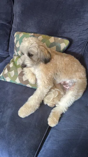 Maltese dog for sale