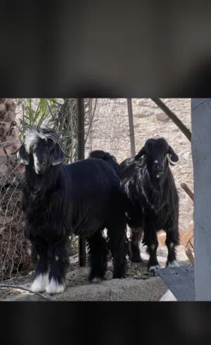 مطلوب نفس هذا الحلال