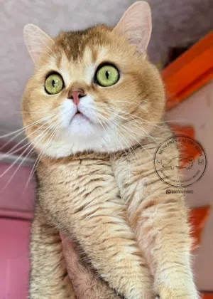 British shorthair/Scottish fold