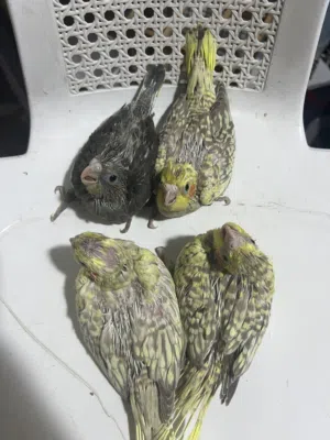 فراخ كوكتيل زق يدوي