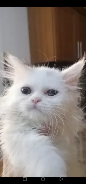قطة شيرازي بيضاء
