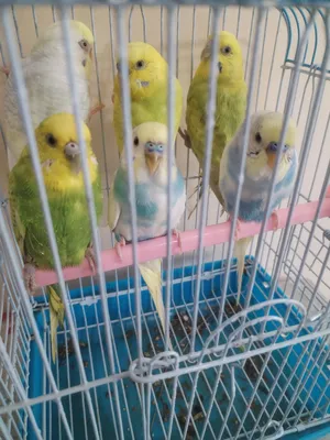 Birds2