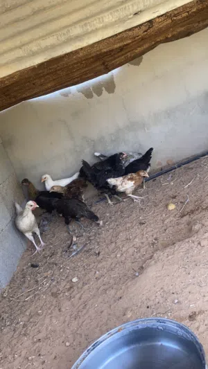 دجاج عربي للبيع