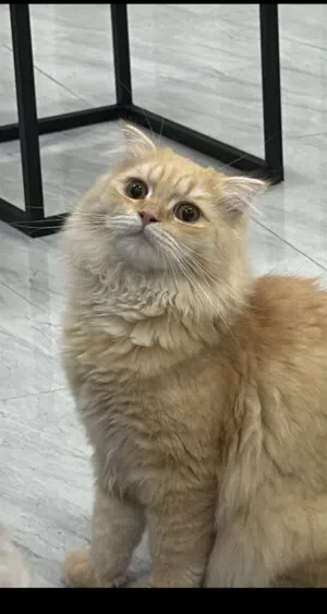 قط شرازي مع سكوتش فلود