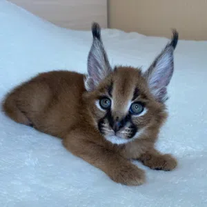 Home trained kitten
