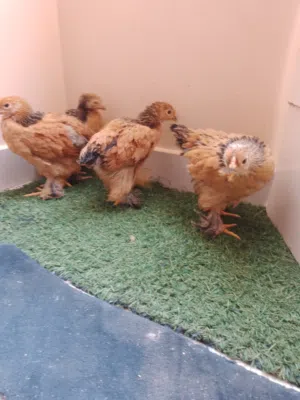 دجاج البراهما العملاق