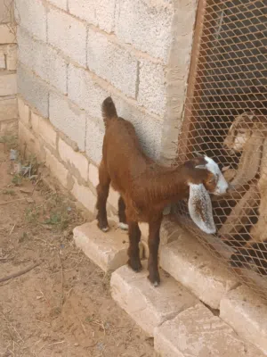 عنز عربية سنها تنية اولها ميلاد تحتها عناق ناشطة الله يبارك