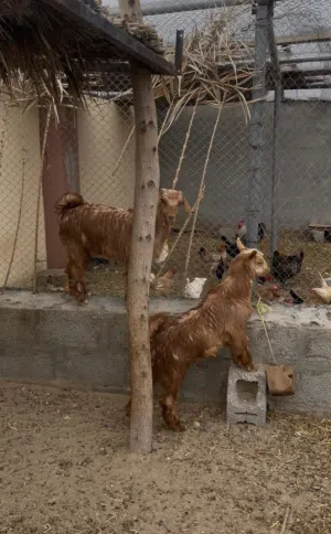 للبيع سخلات فل سمنه ماشاءالله