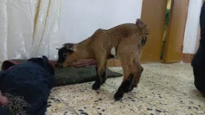 ماعز قزم درجه اولى