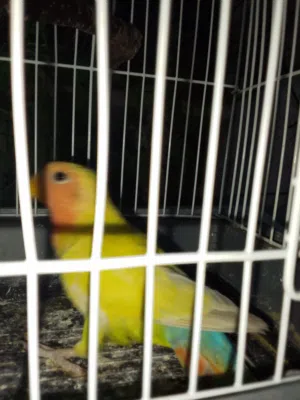 ببغاء روز اليف