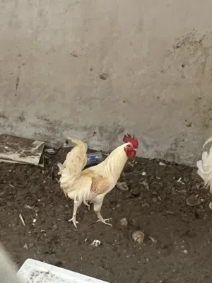 للبيع ديك عماني