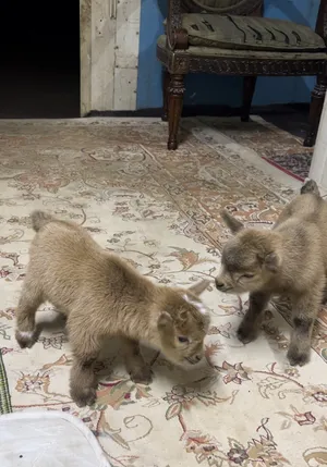 Goats1