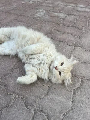 قط للبيع ذكر