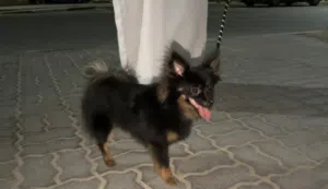 كلب للبيع السبب امي بتطردني