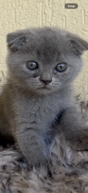 قطه صغيره سكوتش فولد kitten scotch fold