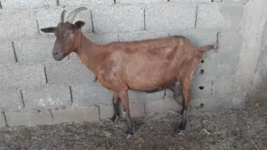 عنز فرنسية