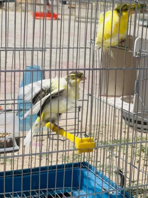 كوبيه ربي يبارك النتايه نفخه قربب دحي ودكر هيج مصلي علي النبيه عليه شرينه