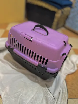 Accessories . Cats4
