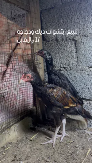 للبيع. دجاج باكستاني كل الحلال نسل عالمي وممتاز