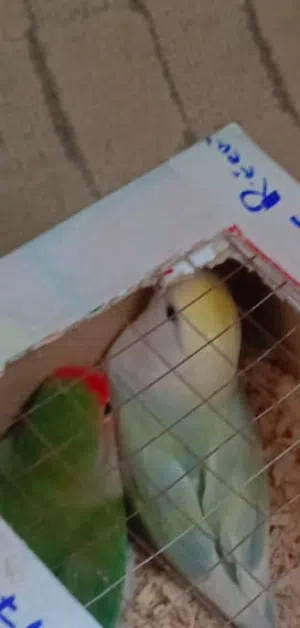 زور روز منتج 100/100