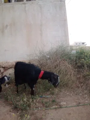 عنز للبيع الموقع عمان بدر الجديده