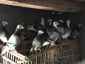 حمام جمعيات شغال حمام تب مفهوش غلطه بيع اجواز