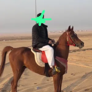 راشد 