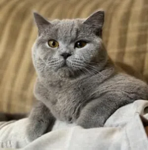 Male British sort hair cat 050 991 0081 only whats saap.