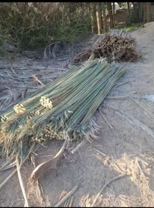 نبيع الجريد